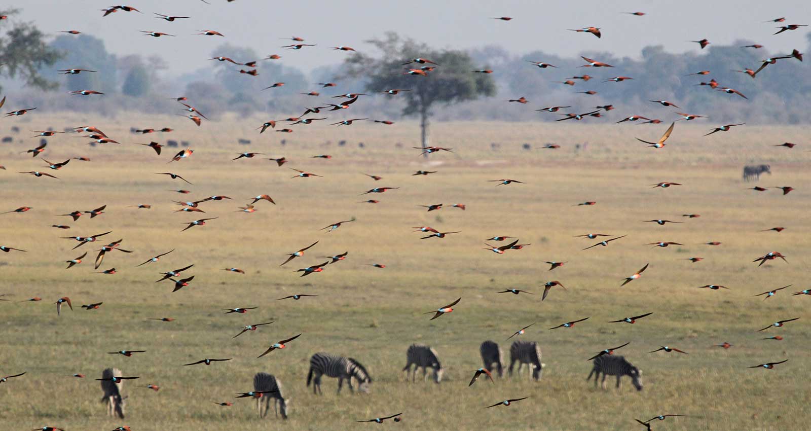 A swarm of Bee eaters seen whilst on safari with Masson Safaris